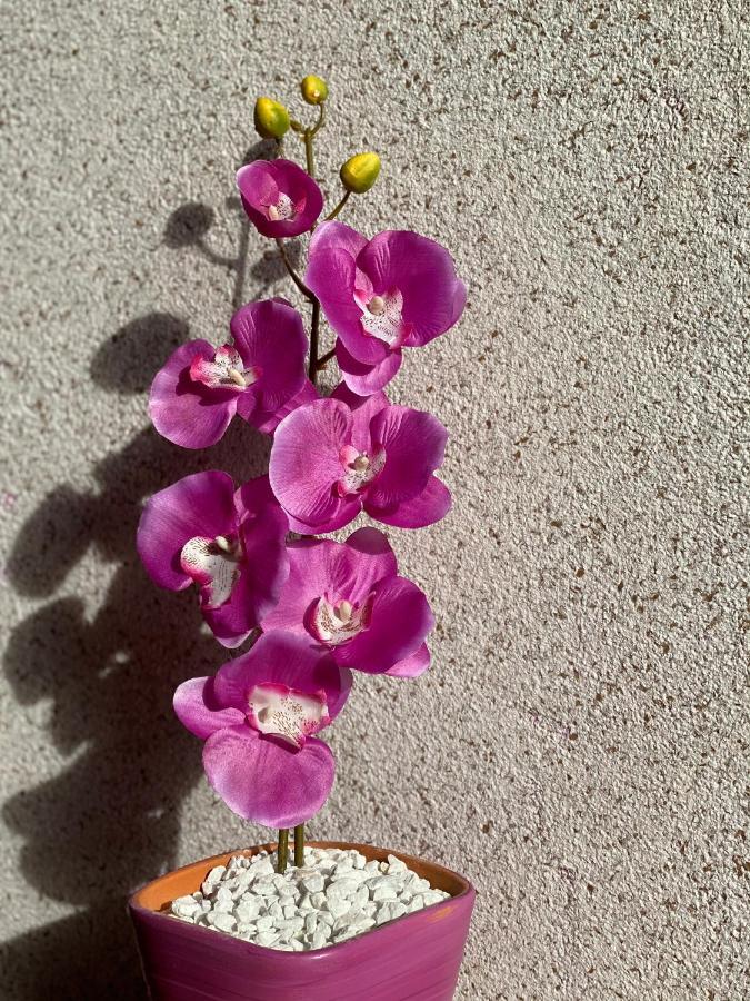 Apartment Orchid 021 ノヴィ・サド エクステリア 写真